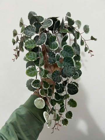Chậu bạch đàn xanh rủ giả 47cm
