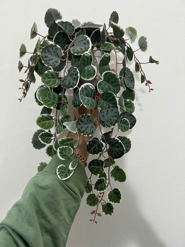 Chậu bạch đàn xanh rủ giả 47cm