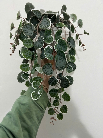 Chậu bạch đàn xanh rủ giả 47cm
