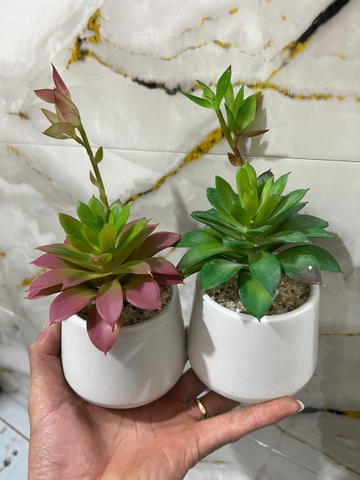Chậu hoa đá mầm