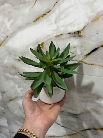 Chậu sen đá tai mèo giả 16cm