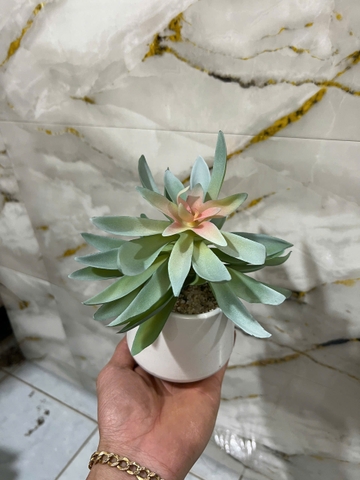 Chậu sen đá tai mèo giả 16cm