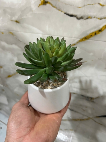 Chậu sen đá nhiều cánh tròn giả 15cm