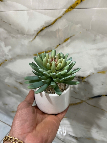 Chậu sen đá nhiều cánh tròn giả 15cm