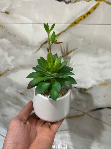 Chậu hoa đá mầm