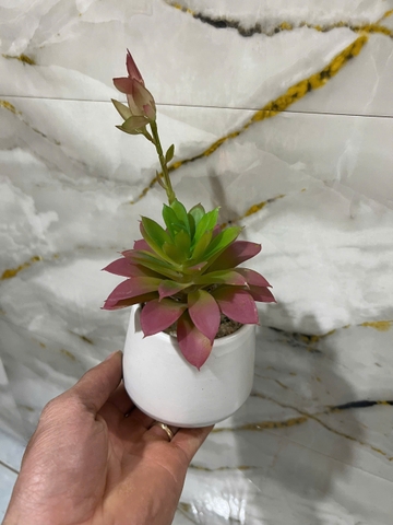 Chậu hoa đá mầm