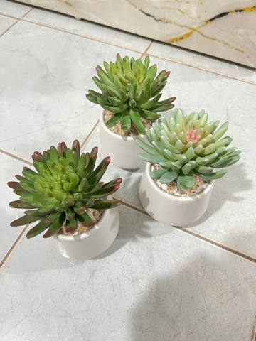 Chậu sen đá nhiều cánh tròn giả 15cm