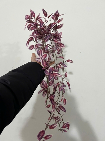 Chậu rủ thài lài tím giả 70cm