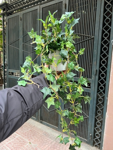 Chậu thường xuân rủ giả 70cm