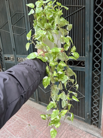 Chậu trầu bà rủ giả 70cm