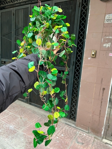 Chậu rau má rủ giả 70cm