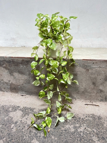 Dây trầu bà rủ giả 70cm