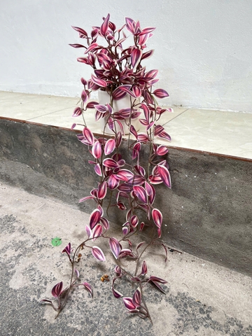 Chậu rủ thài lài tím giả 70cm