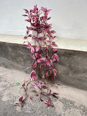 Chậu rủ thài lài tím giả 70cm