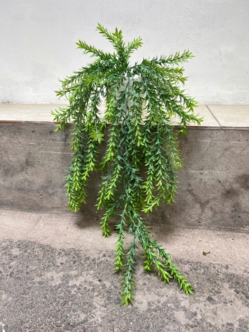 Chậu cúc tần rủ giả 70cm