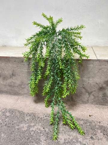 Chậu cúc tần rủ giả 70cm