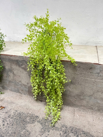 Chậu lá tim rủ giả 70cm