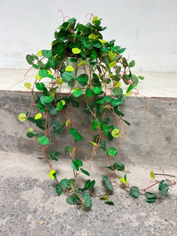 Chậu rau má rủ giả 70cm