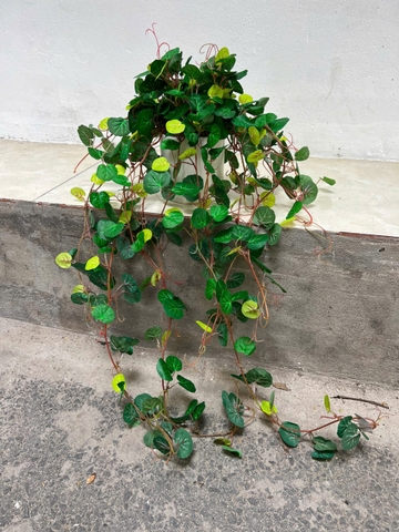 Chậu rau má rủ giả 70cm