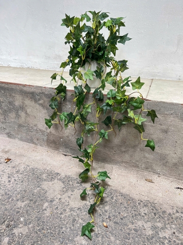 Chậu thường xuân rủ giả 70cm