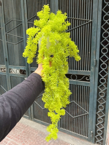 Chậu dong rủ giả 70cm
