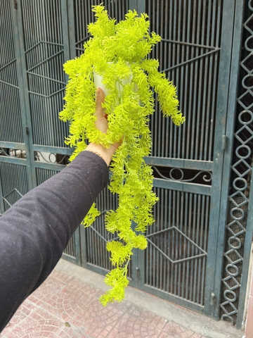 Chậu dong rủ giả 70cm