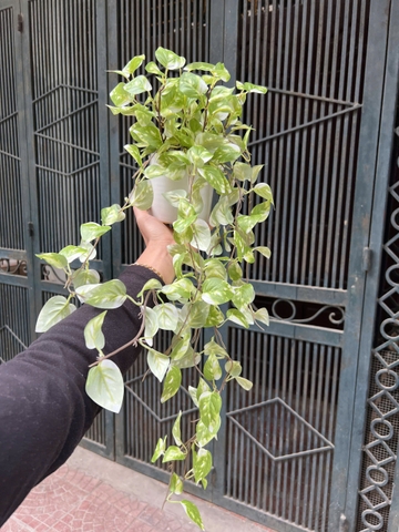 Chậu trầu bà rủ giả 70cm