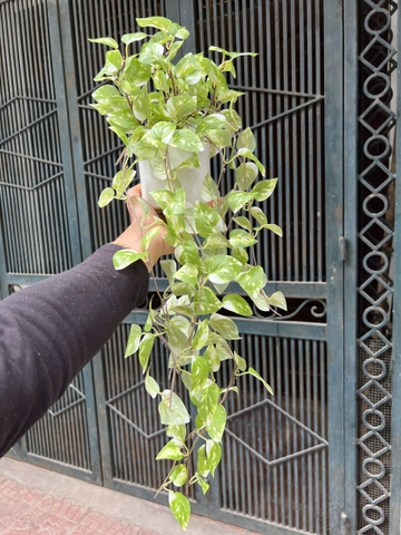 Chậu trầu bà rủ giả 70cm