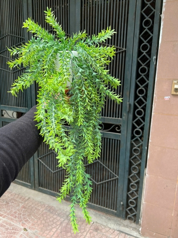 Chậu cúc tần rủ giả 70cm