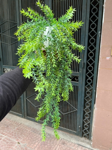 Chậu cúc tần rủ giả 70cm