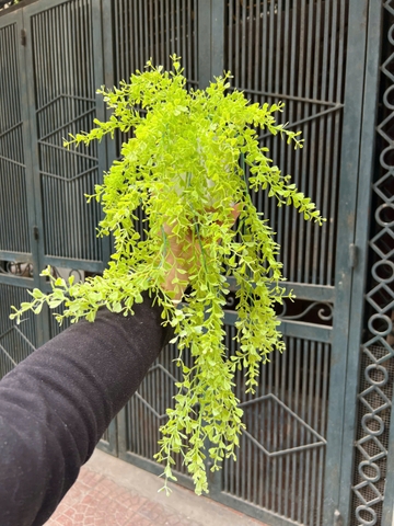 Chậu lá tim rủ giả 70cm