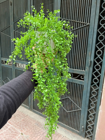 Chậu lá tim rủ giả 70cm
