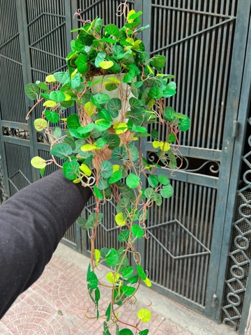Chậu rau má rủ giả 70cm
