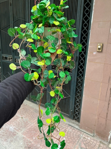 Chậu rau má rủ giả 70cm