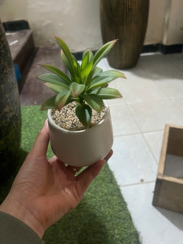 Chậu sen đá lá gai giả 16cm