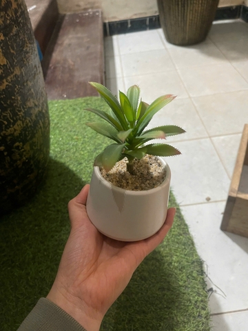 Chậu sen đá lá gai giả 16cm
