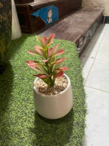 Chậu sen đá mầm giả cao 15cm