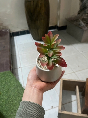 Chậu sen đá mầm giả cao 15cm