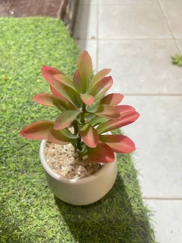 Chậu sen đá mầm giả cao 15cm