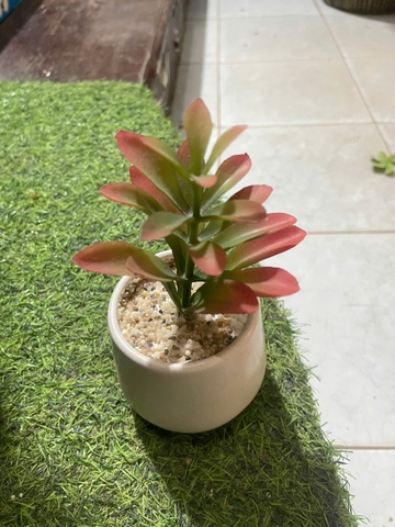 Chậu sen đá mầm giả cao 15cm
