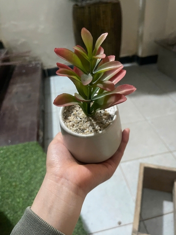 Chậu sen đá mầm giả cao 15cm