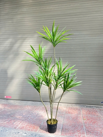 Cây gỗ nghìn năm giả trang trí 1m3 và 1m5