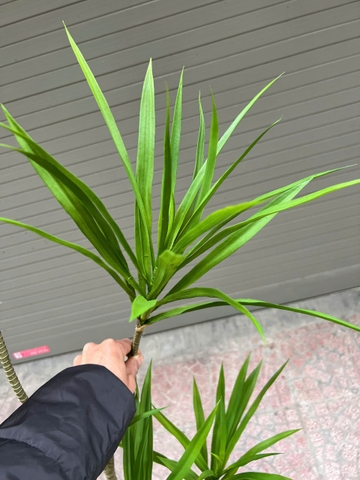 Cây gỗ nghìn năm giả trang trí 1m3 và 1m5