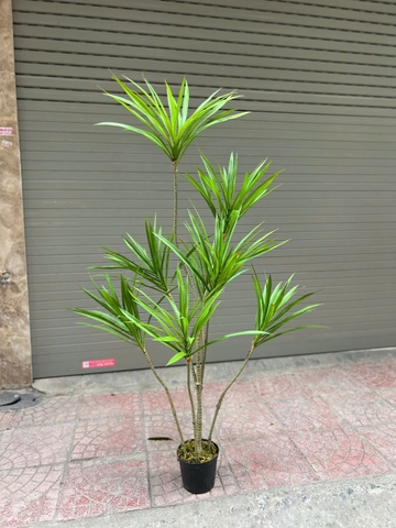 Cây gỗ nghìn năm giả trang trí 1m3 và 1m5