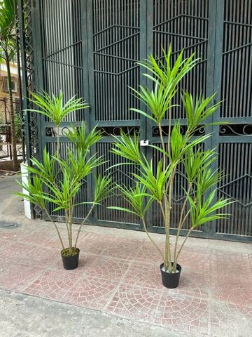 Cây gỗ nghìn năm giả trang trí 1m3 và 1m5