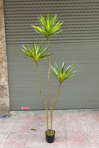 Cây phát tài núi giả trang trí 1m8