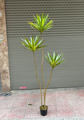 Cây phát tài núi giả trang trí 1m8