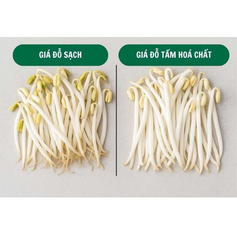 Cảnh Báo Giá Đỗ Ngâm Hóa Chất: Nhận Biết & Cách Bảo Vệ Gia Đình Bạn