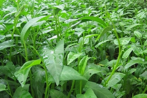 Công Thức Luộc Rau Muống Ngon – Bí Quyết Giữ Rau Xanh Giòn