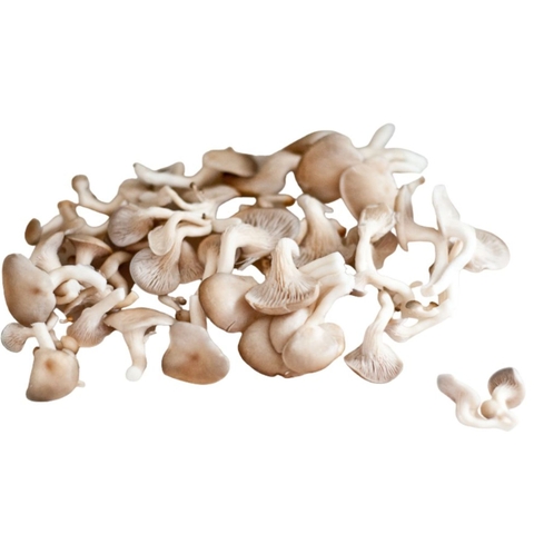 Nấm Sò Nâu sạch - Túi 500G
